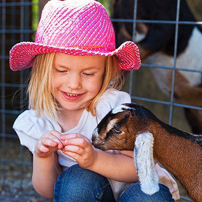 DIY Goat Playground | The Ark Animal Hospital