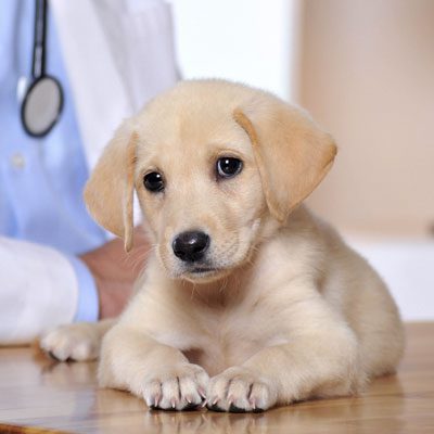 Resolutions for Great Pet Owners | The Ark Animal Hospital